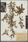 Foto von Salix rosthornii Seemen